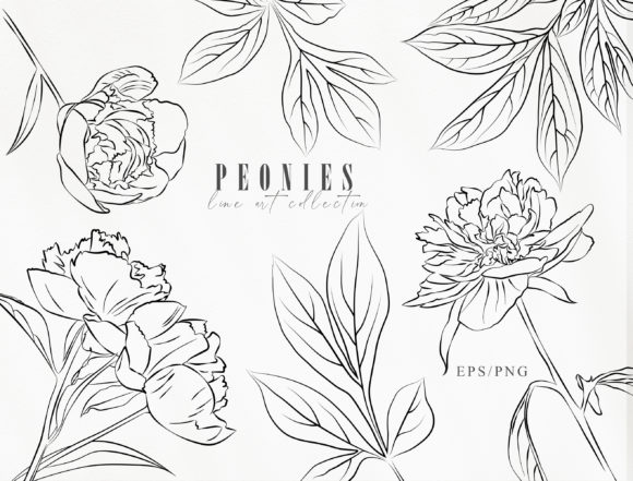 Line Art Peony Clip Art. Botanical Set