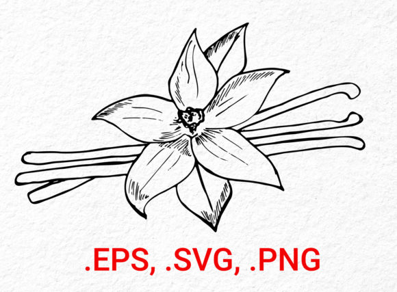 Vanilla Flower Sketch: Creative Design Resource